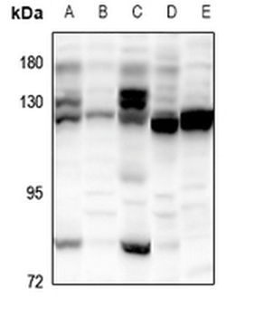 POLR3B Antibody