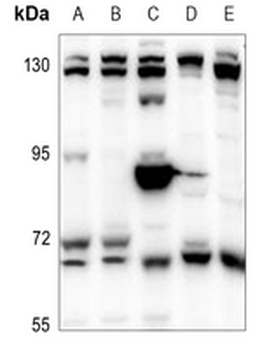 Copine 8 Antibody