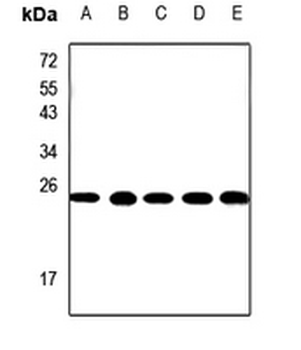 CMTM4 Antibody