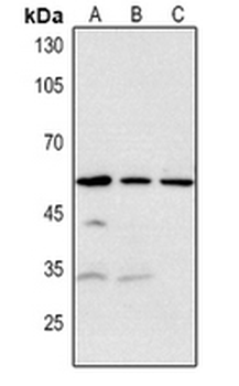 RRP8 Antibody