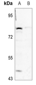 GSPT1 Antibody