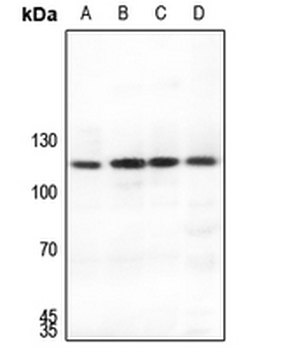 SUPT16H Antibody