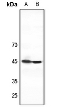 ZNF785 Antibody