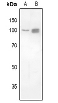 FOXK1 Antibody