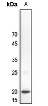 C/EBP gamma Antibody