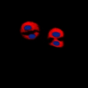 Dematin Antibody