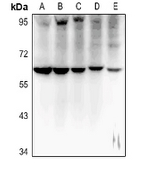 MT-ND5 Antibody