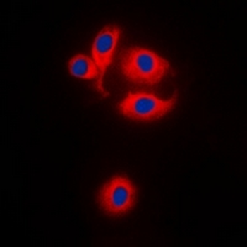 MRPS22 Antibody