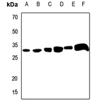 Apolipoprotein O-Like Antibody