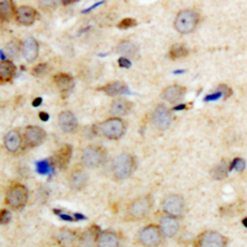 14-3-3 theta/tau (pS232) Antibody