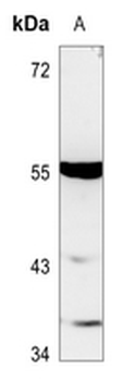 TTC23 Antibody