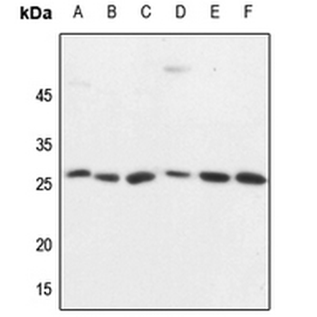 CD137 Antibody
