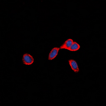 CD137 Antibody