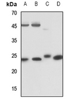 RAB5C Antibody