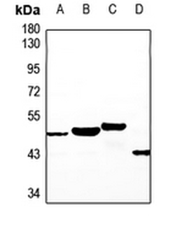 NT5C1A Antibody