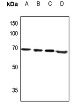 CAGE1 Antibody
