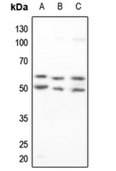 ZNF75D Antibody