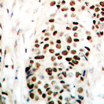 NIPA (pS354) Antibody