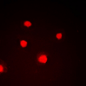NIPA (pS354) Antibody