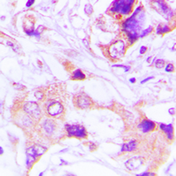 TRAPPC3 Antibody
