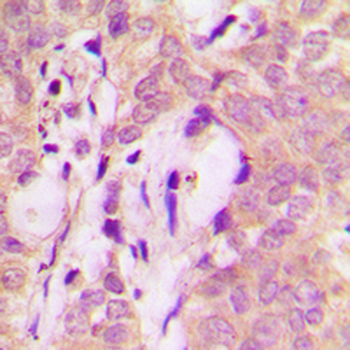 STAM2 Antibody
