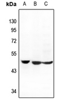 MCT14 Antibody