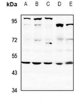 SAP49 Antibody