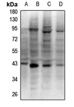 RAD51D Antibody