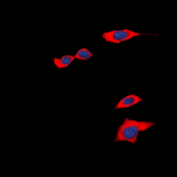 PGD2 Receptor Antibody