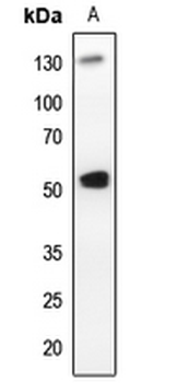 PLK1 Antibody