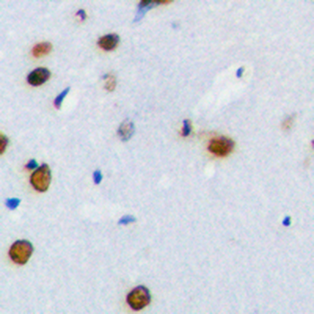 PLK1 Antibody