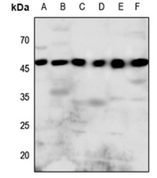 P2Y8 Antibody