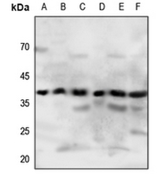 P2Y4 Antibody