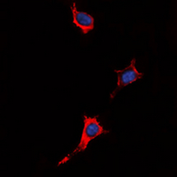 P2Y4 Antibody