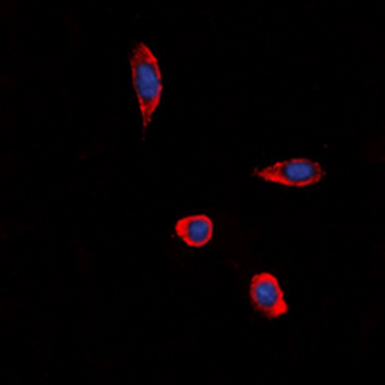 GPR86 Antibody
