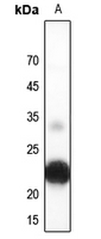 Musculin Antibody