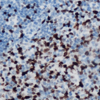 Musculin Antibody