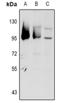 GPR101 Antibody