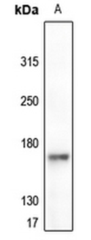 EGFR (pY1092) Antibody