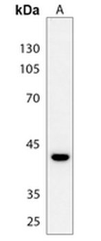 CREB (pS142) Antibody
