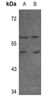 Adenosine A3 Receptor Antibody
