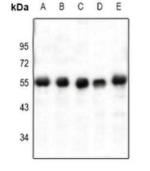VASP (pS238) Antibody