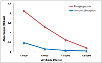 VASP (pS238) Antibody