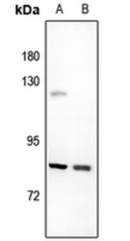 UTP14A Antibody