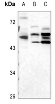 ULK3 Antibody