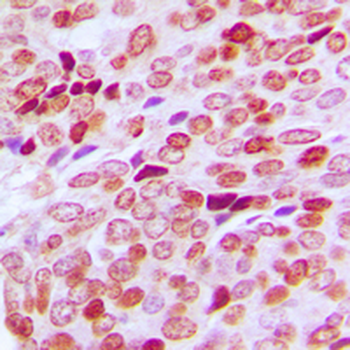 SPIN1 Antibody