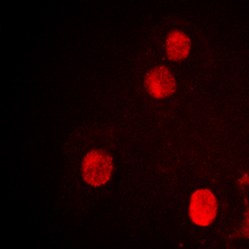 SPIN1 Antibody