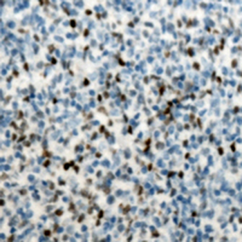 PU.1 Antibody