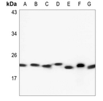 RAB6A Antibody