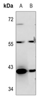 OBCAM Antibody
